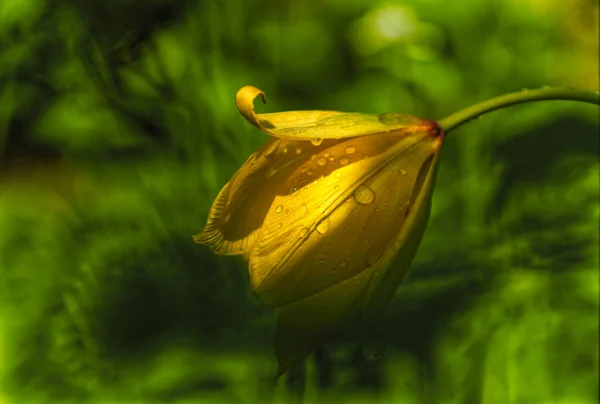 Primer plano de flor en la naturaleza en jena en verano — Foto de Stock