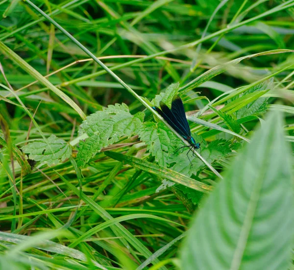 Uma libélula senta-se em uma planta no verão na natureza em jena — Fotografia de Stock