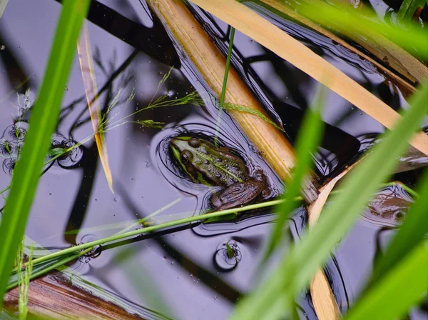 カエルがジェナの自然の中で水に座っている — ストック写真