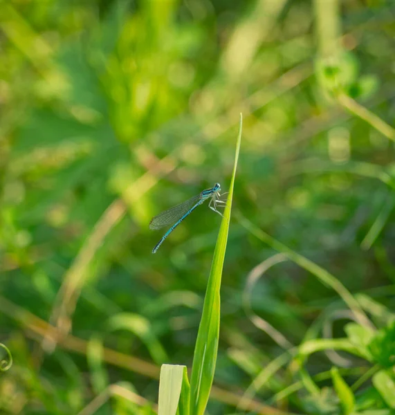 Uma libélula no verão na natureza em jena — Fotografia de Stock