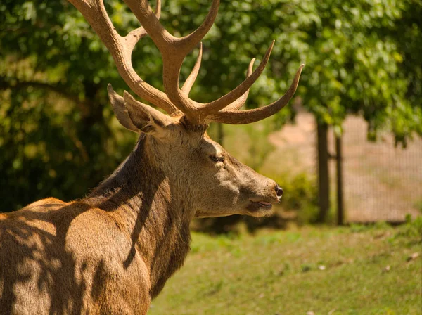 Nahaufnahme Tierfotografie eines Rothirsches im Sommer in Deutschland — Stockfoto