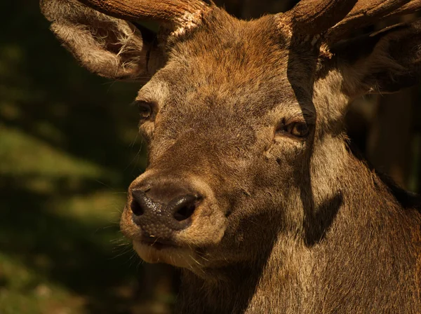 德国夏季红鹿的特写动物摄影 — 图库照片