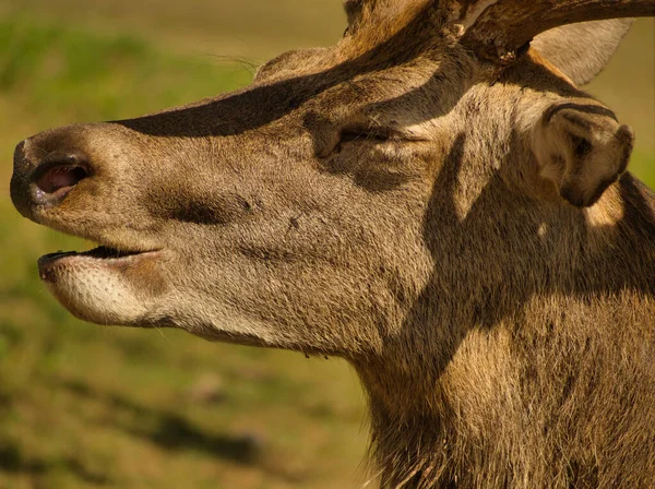 Nahaufnahme Tierfotografie eines Rothirsches im Sommer in Deutschland — Stockfoto