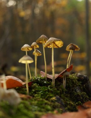 Sonbaharda Jena 'da alt perspektiften mantar aramak