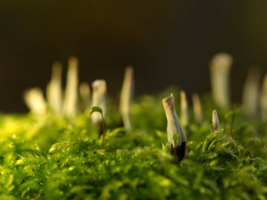 Sonbaharda Jena 'da el feneriyle yakın çekim yapan yaratıcı bir moos.