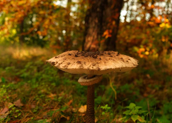 A huge mushroom at autumn in Mecklenburg-West Pomerania germany — Stock Photo, Image