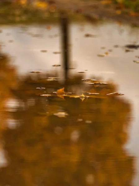 Reflektioner i vatten medan en vandring på hösten i Mecklenburg-Vorpommern Tyskland Europa — Stockfoto