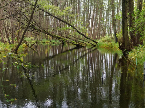 Schöne Landschaft im Urlaub in Mecklenburg-Vorpommern Deutschland Europa — Stockfoto