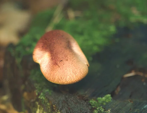 Un champignon vue du haut vers le bas avec un regard lunatique à l'automne dans jena — Photo