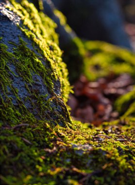 Jena 'da sonbaharda yosun ormanına yakın.