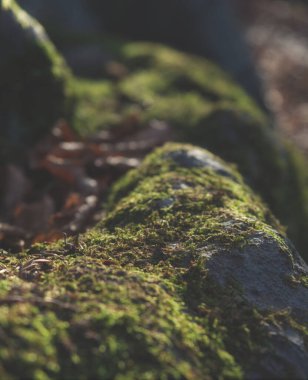 Jena 'da sonbaharda Moody Yosun Kapanışı Ormana