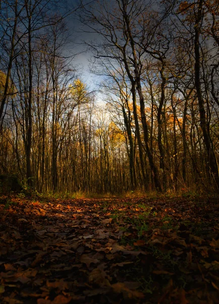 Una passeggiata nella foresta in autunno jena germania — Foto Stock