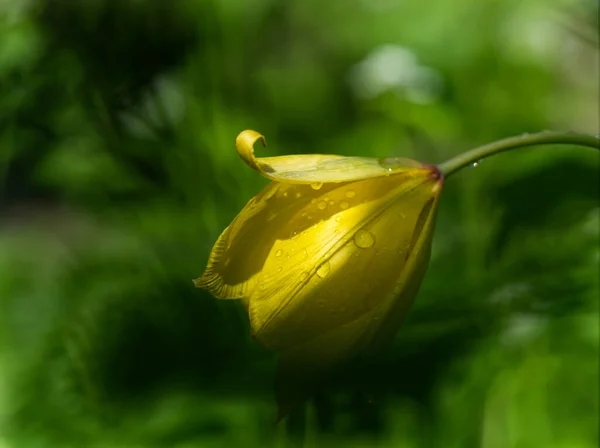 Primer plano de un tulipán en la naturaleza en Jena en verano —  Fotos de Stock