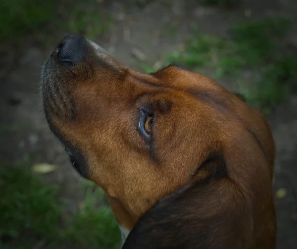 Eine gute Zeit mit einem australischen Schäferhund auf einem Spaziergang — Stockfoto