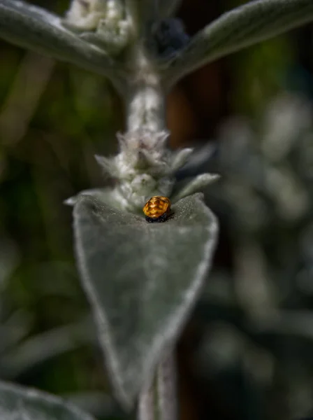 A flower closeup with a beetle at summer in jena — Stock Photo, Image