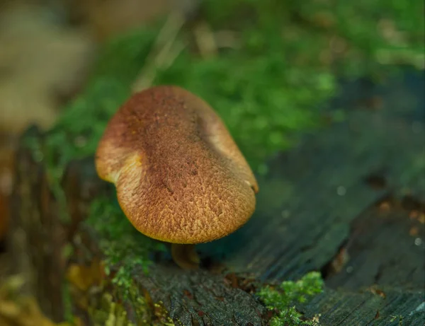 Setas en otoño en tierra de jena y perspectiva lateral — Foto de Stock