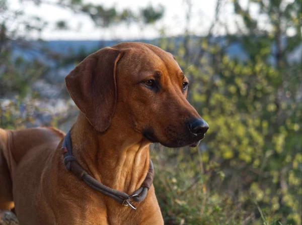 Chien Race portrait de dos de cheval rhodésien dans la nature Iéna — Photo