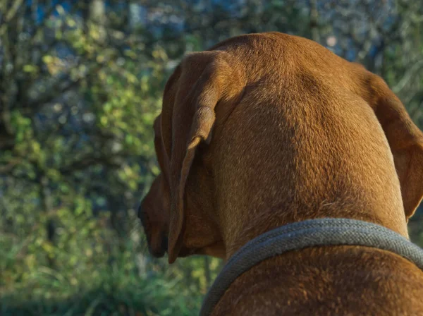 Jena在自然界中的犬繁殖罗得西亚脊背肖像 — 图库照片