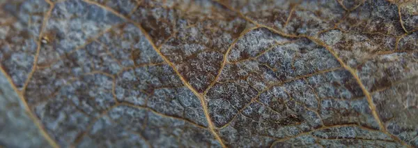 Uma estrutura de folha congelada e detalhes topview — Fotografia de Stock