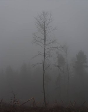 Jenaer Forst Fog Jena Thuringia Ormanı Kış mevsimi Sisli Yürüyüş