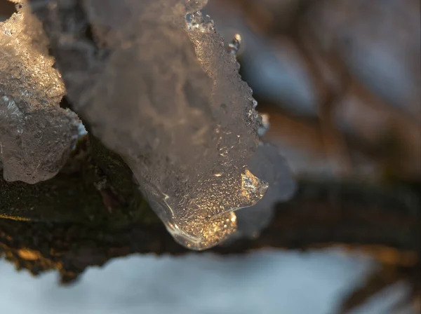 Strato di ghiaccio su un albero mentre il sole si riflette in esso in Turingia — Foto Stock