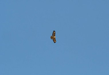 İlkbaharda jena 'da üzerimizde daireler çizen kırmızı bir uçurtma.