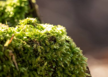 Perşembe günü güneşli bir bahar gününde yosun kapanışı.