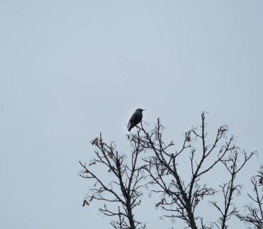 İlkbaharda üzerimizdeki ağaçta bir sığırcık oturuyor.