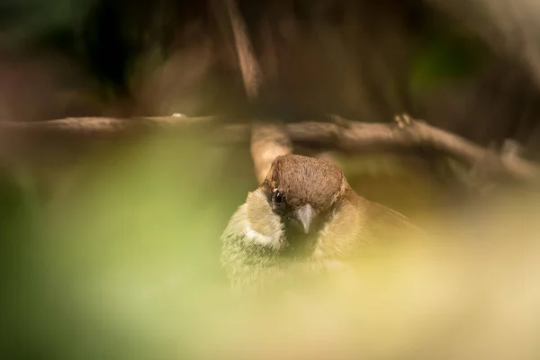 Un gorrión se sienta en un arbusto relajándose en primavera — Foto de Stock