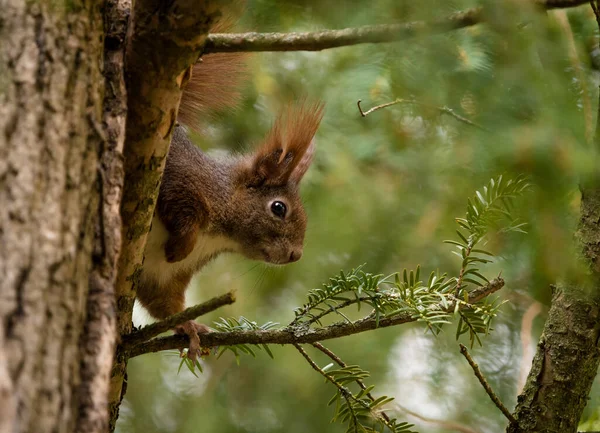 Jak wiewiórka siedzą na drzewie i patrzą za rogiem wiosną — Zdjęcie stockowe