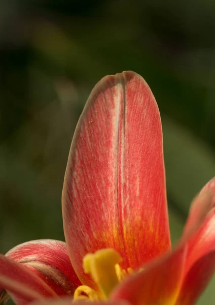 Um close-up de tulipa na primavera de 2021 em Jena — Fotografia de Stock