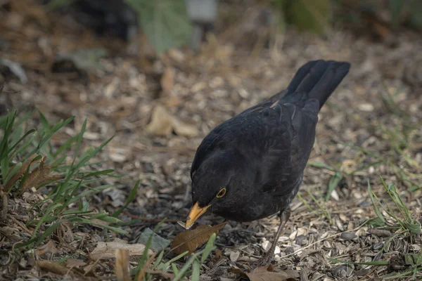 Eine Amsel sitzt in Jena auf dem Boden — Stockfoto