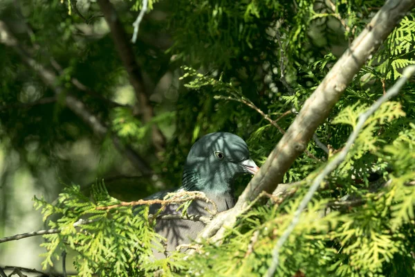 Eine Taube sitzt in einem Baum in Jena — Stockfoto