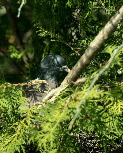 Eine Taube sitzt in einem Baum in Jena — Stockfoto