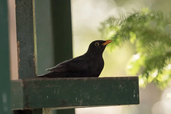 Eine Amsel sitzt in Jena auf dem Boden — Stockfoto