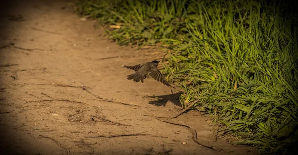 Eine Schwarzmütze fängt an, von einem Weg in Jena zu fliegen — Stockfoto