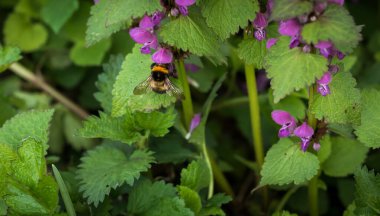 Bir yaban arısı bahar ayında Jena 'da işini yapıyor.
