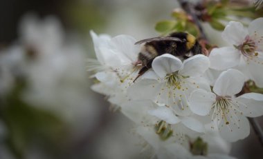Bir yaban arısı bahar ayında Jena Thuringia 'da işini yapıyor.