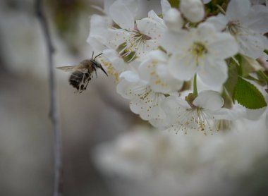 Bir yaban arısı bahar ayında Jena Thuringia 'da işini yapıyor.