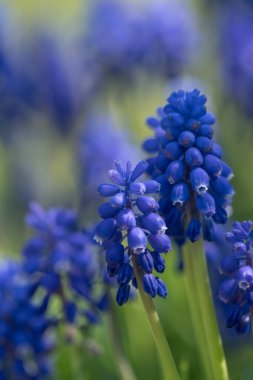 Jena 'da güzel bir bokeh ile üzüm sümbülü yakın çekim