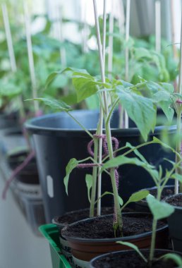 Baharda bahçeye ekmeden önce evde domates yetiştiriyorum.