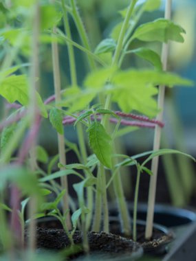 Baharda bahçeye ekmeden önce evde domates yetiştiriyorum.