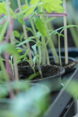 Baharda bahçeye ekmeden önce evde domates yetiştiriyorum.