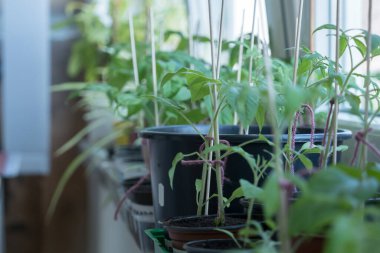 Baharda bahçeye ekmeden önce evde domates yetiştiriyorum.