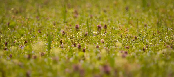 A flower meadow in spring 2021 in Jena — Stock Photo, Image