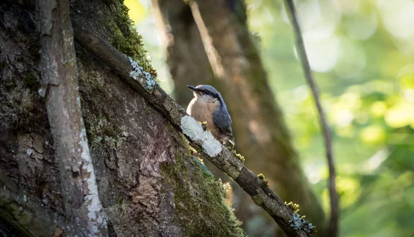 Ein Kleiber sitzt im Frühling in Neunkirchen auf einem Baum — Stockfoto