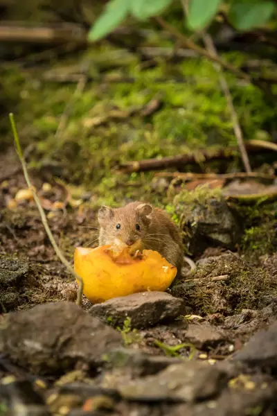İlkbaharda yiyecek arayan şirin bir banka faresi. — Stok fotoğraf
