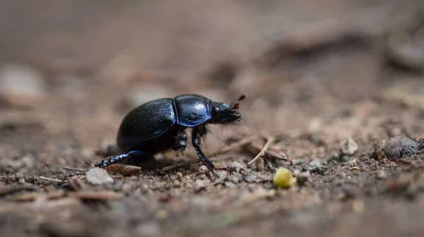 湿地帯の春に森の小道を歩いていると、木の糞の甲虫。 — ストック写真