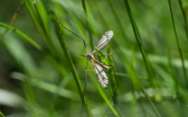 Um desagradável mosquito closeup na primavera em saarland — Fotografia de Stock