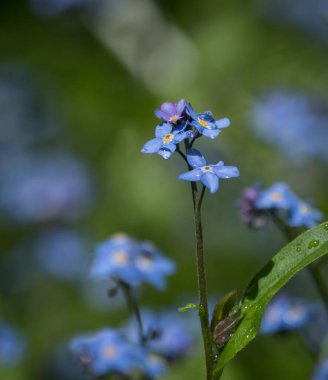 Mavi çiçekleri unutur Saarland 'da ilkbaharda kapanır